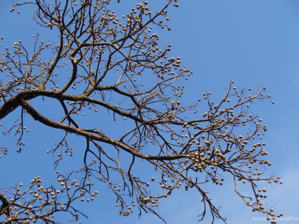 Terminalia bellirica (Gaertn.) Roxb.